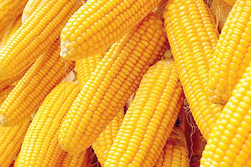 2018年9月5日全国各地玉米价格最新行情一览