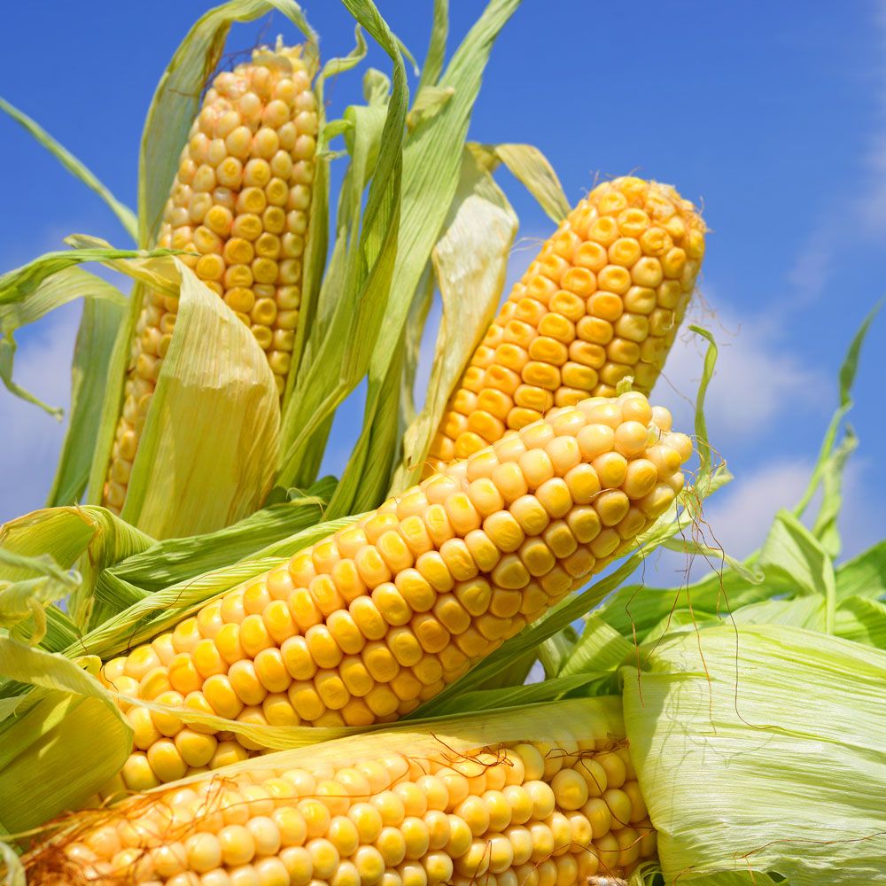 2018年9月6日全国各地玉米价格最新行情一览