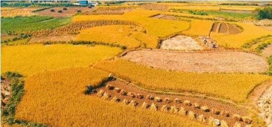 2019年粮补新政策出炉 粮食补贴一亩多少钱?